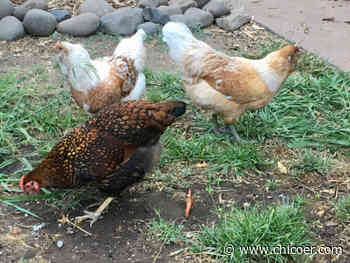 Master Gardener fall workshop series about to begin | The Real Dirt - Chico Enterprise-Record