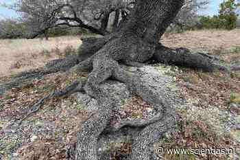 Amerikaanse bomen blijken veelvuldig water uit gesteente te halen - Scientias.nl