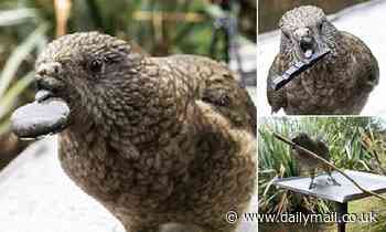 Nature: Parrot who lost the top half of his beak spotted using PEBBLES to preen
