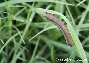 Master Gardener: Armyworm Invasion - Sapulpa Times