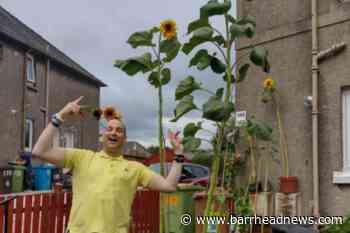 Veteran turned gardener brings sunshine with 10 foot plant - Barrhead News