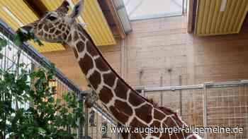 Auch im Augsburg Zoo gilt ab Montag die 3G-Regel