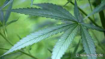 Polizei entdeckt vier Meter hohe Cannabispflanze in Mittweida - MDR