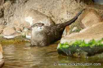 Meet Athena, the Houston Zoo’s otterly adorable new resident - KPRC Click2Houston