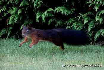 “Rode eekhoorns kunnen ook zwart zien”