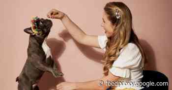 Stock up on dog treats with this BOGO offer from Chewy     - CNET