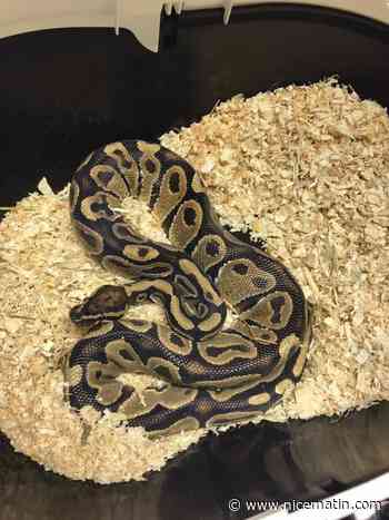 Il découvre un python royal dans son jardin dans le Golfe de Saint-Tropez