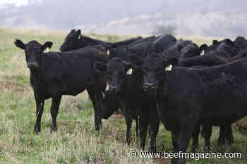 6 Pasture management tips