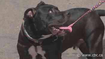 P.E.I. Humane Society says housing issues leading to more pets being put for adoption