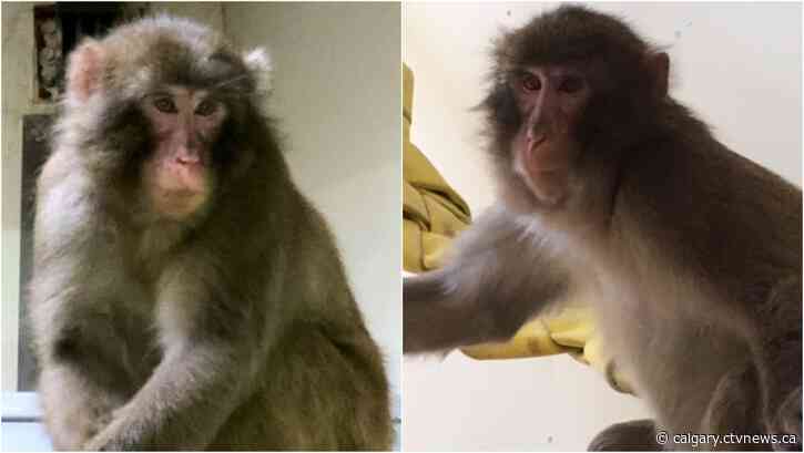 Calgary Zoo staff devastated by death of young Japanese macaque