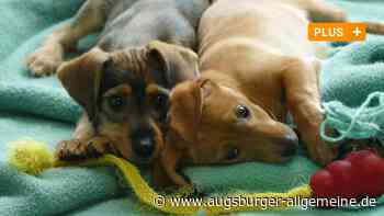 Der Streit um illegale Hundewelpen-Zucht mit Tierheim Ulm/Neu-Ulm eskaliert weiter