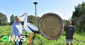 Bornem lokt ooievaars met nestpalen: "Door de natte zomers en warme winters zien we er meer vliegen" - VRT NWS