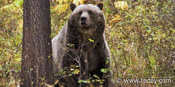 Hunter mauled by grizzly bear in Alaska
