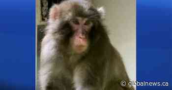 Japanese macaque dies at Calgary Zoo during habitat introduction