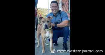 Owner Arrested After Dog Is Left to Die in Cruelest Circumstances