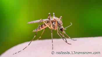 Increased West Nile virus activity in Chesapeake