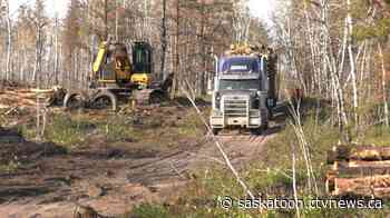 Sask. government approves wood supply for sawmills in Carrot River, Big River