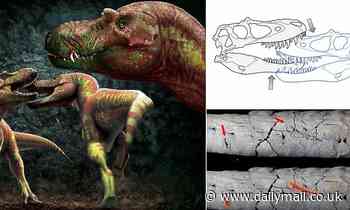 T-Rexes tore into each other's faces in vicious competitions for mates 