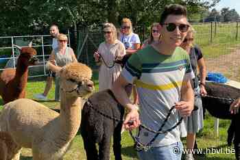 Leerkrachten Spectrumcollege Campus Paal op wandel met alpac... (Beringen) - Het Belang van Limburg