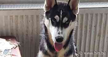 Ondervoede husky's eten eigen pups op: dertien honden in beslag genomen - Het Laatste Nieuws