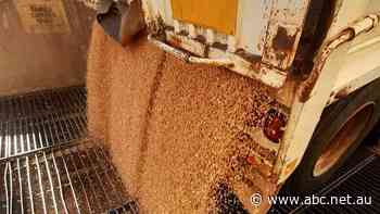 Australia's winter crop harvest has begun. It should be a bumper, but anything could happen