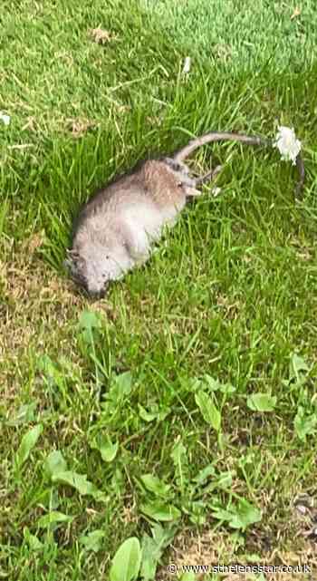 Mum says rats have plagued home on Sturgess Street, Earlestown - St Helens Star