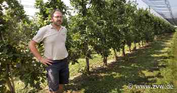 Obstklau in Kernen: Landwirt Martin Wilhelm ärgert sich über Diebstahl - Zeitungsverlag Waiblingen