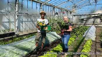 Neues Leben in Gewächshäusern - Das ist eine Bereicherung für Boll - Schwarzwälder Bote