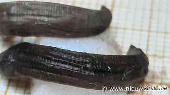 Nieuwe bloedzuiger gevonden in Herkebeek in Borgloon: “Geen interesse in mensen”
