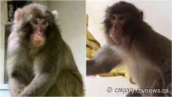 Calgary Zoo staff devastated by death of young Japanese macaque - CTV News Calgary