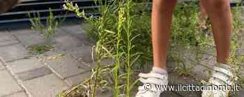 Arcore: erbacce al primo giorno di scuola a Bernate, l'assessore si scusa - Il Cittadino di Monza e Brianza