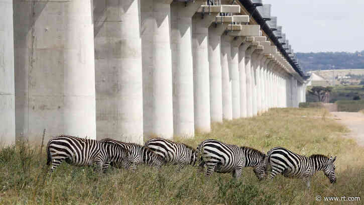 Prime suspect? Dem lawmaker denies she set free 5 ZEBRAS still on the loose after jailbreak from Maryland farm