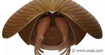 Scientists discover massive 'swimming head' dating back 500 million years     - CNET