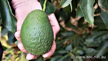Have we hit peak avocado? Record crop smashing news for consumers, not so great for growers