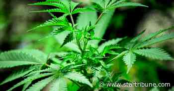 Minnesota's first cannabis expungement clinic opens Saturday