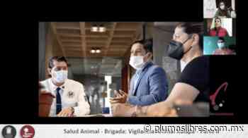 Tendrá Xalapa Brigada de Vigilancia Animal - plumas libres