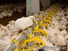 Dinamarca, Japón, Hungría y Finlandia se auto declaran libres de gripe aviar - ElSitioAvicola