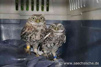 Riesa: Riesaer Käuze kommen nach Dresden - Sächsische.de
