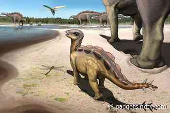 'Flying Dragon' Dinosaur Roamed the Southern Skies Too, Scientists Say