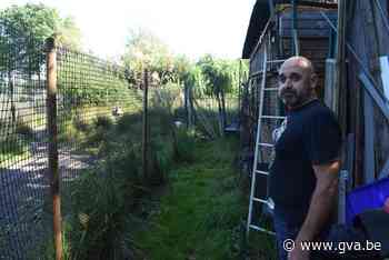 Nandoe breekt los uit paniek voor laagvliegende luchtballon in Mol - Gazet van Antwerpen