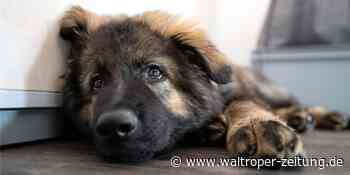 Passanten finden toten Hund im Kanal – er war mit Steinen beschwert - Waltroper Zeitung