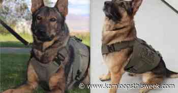 Pair of police dogs headed in different directions at Kamloops RCMP - Kamloops This Week