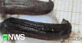 Nieuw soort bloedzuiger ontdekt in beek in Borgloon dankzij burgerwetenschap - VRT NWS