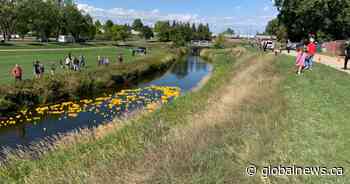 Swift Current duck derby raises over $34K for Make-A-Wish kids - Globalnews.ca
