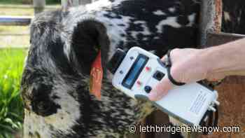 RDAR investment in digital technology to impact the cow/calf sector - Lethbridge News Now