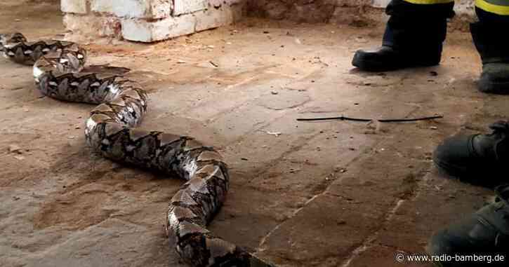 Vor sieben Wochen verschwundene Würgeschlange gefunden