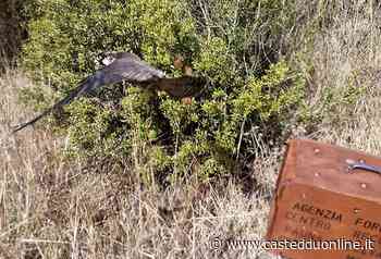 Trovato ferito a un'ala, curato da Forestas il bellissimo Falco Pellegriano torna a volare in libertà - Casteddu Online