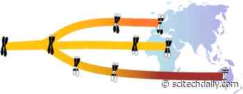 Neanderthal Genes Reveal How Old Our Ancestors Were When They Had Children