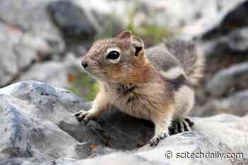 Personality Matters, Even for Wildlife: Social Skills Give Ground Squirrels an Advantage