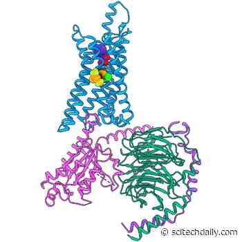 Breakthrough Discovery Could Pave the Way for Effective New Non-Opioid Painkillers